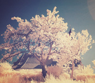 免费网络电话呼叫系统